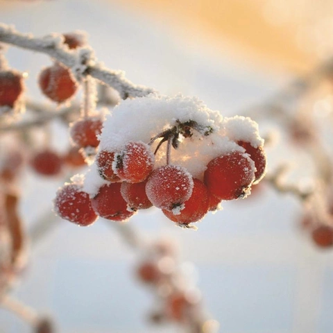 Arte da capa para Piano at the Edge of Sleep