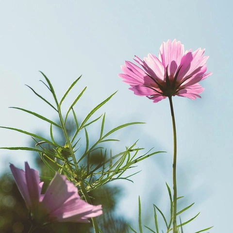 Pochette pour Neon Sidewalk Stories