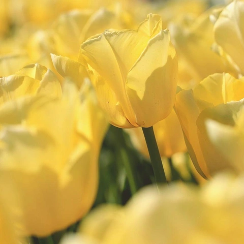 Coverbild für Shining from the Inside