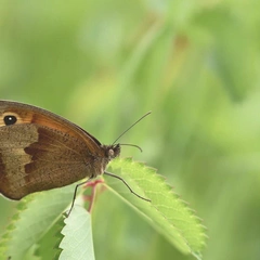 Quiet Light Reflections