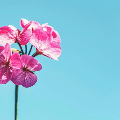 Arte da capa para Spectrum Scroll