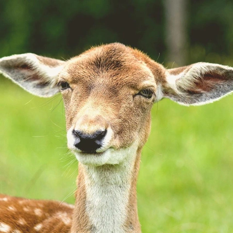 Cover art for Quiet Room in Spring