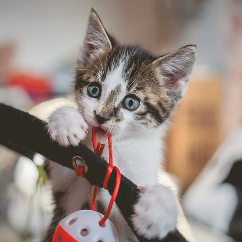 Coverbild für Snow Fall