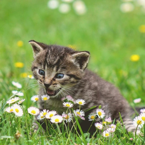 Coin Drop Carnivalのジャケット画像