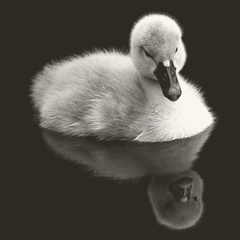 Cover art for Whispering Lullaby