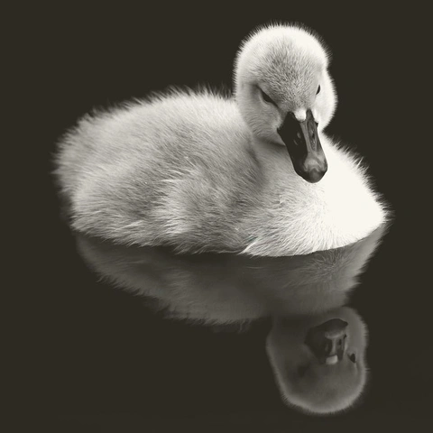 Cover art for Whispering Lullaby