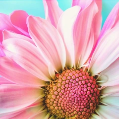 Victory Chant in the Air