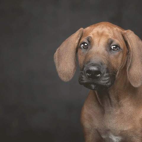 Soul Bossa Novaのジャケット画像