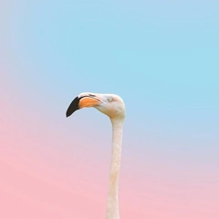 Groove in the Pocket