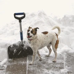 Glass Heart Revolution