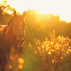 Green Valley Calling