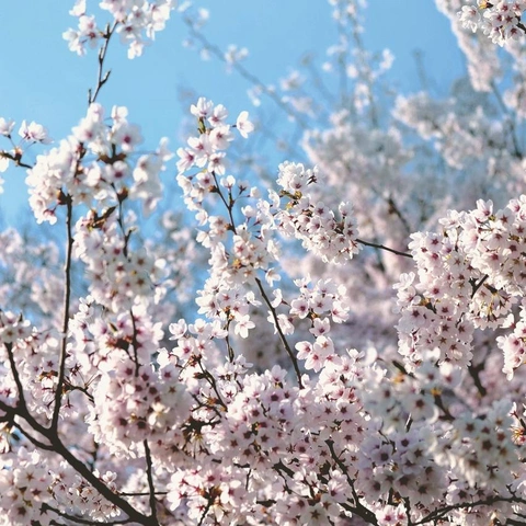 Meadow Motifのジャケット画像