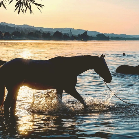 Portada para Through The Fog