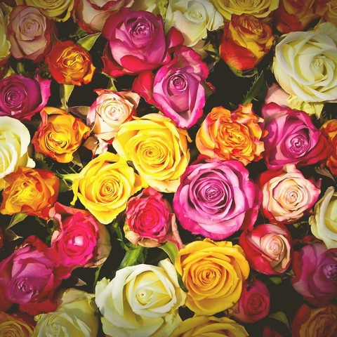 Arte da capa para Short Spin