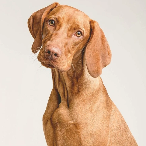 Pochette pour Playful Digital Sun