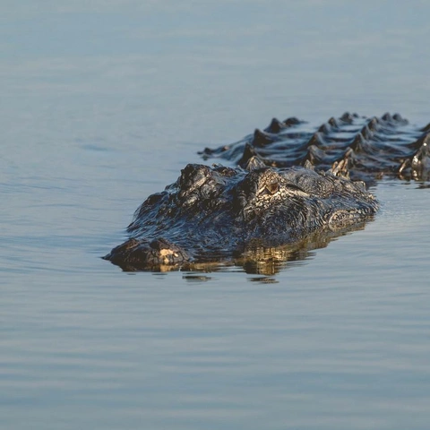 Cover art for Strings Of Fire