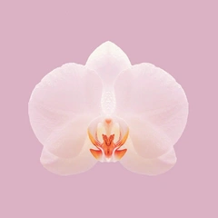 Electric City Groove