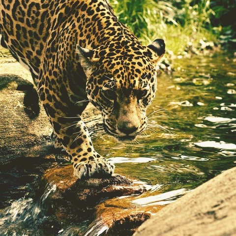 Coverbild für Rapid Rebel