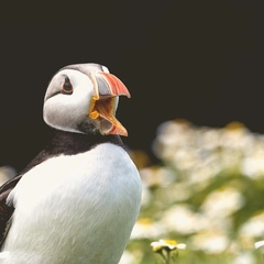 A Whistle and a Skip