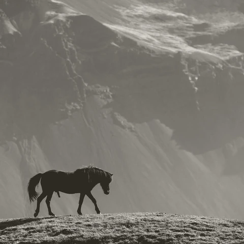 Portada para Silk Loom