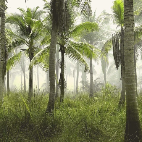 Pochette pour Shimmering Stillness