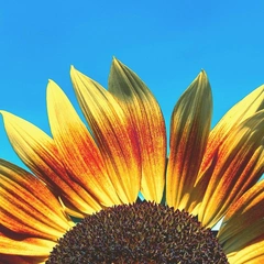 Whispered Countryside