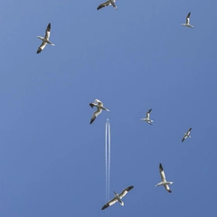 Arpeggios of Gentle Code