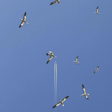 Portada para Arpeggios of Gentle Code