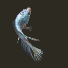 Stillness of the Outer Sky