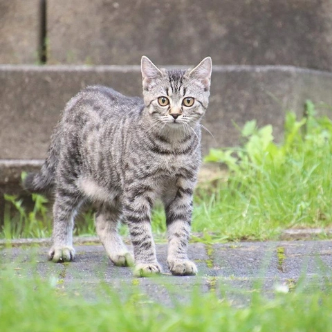 Portada para Hypnotized Groove