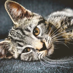 A Whistle in My Step