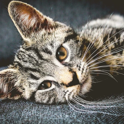 Cover art for A Whistle in My Step