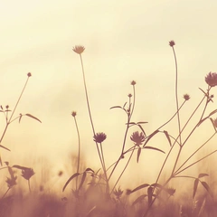 Wandering Heartstrings