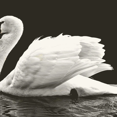 Portada para The Shape Of Silence