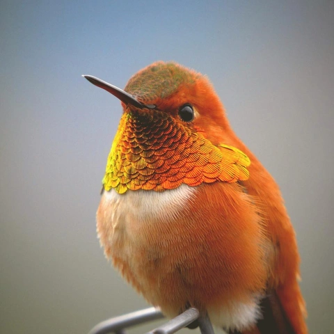 Coverbild für Lanterns in the Meadow