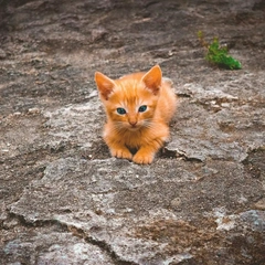 Whistle While You Shine