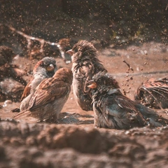 City Lights and Swagger