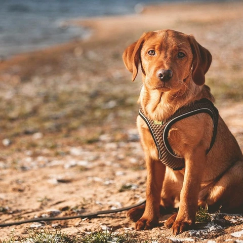 Portada para Whispering Meadows Unfold