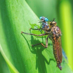 Cover art for Looming Presence