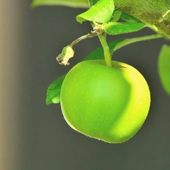 Wonderful Small World