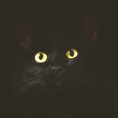 Digital Dawn Unfolding