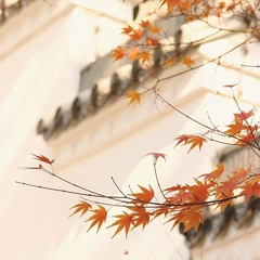 Cover art for Window of Quiet Rain