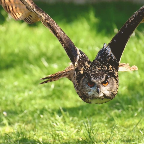 Cover art for Legacy Ignites