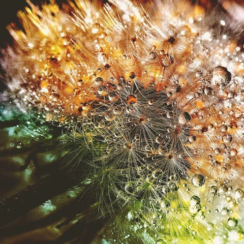 Pochette pour Ethereal Fields