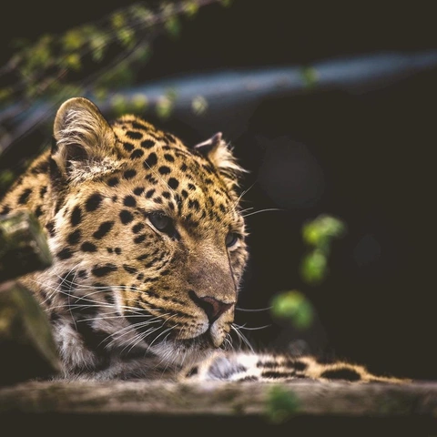 Coverbild für Shadow Pulse