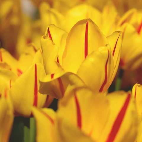 Pochette pour Pixel Parade Skyline