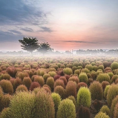 Whispering Pines and Sunlight