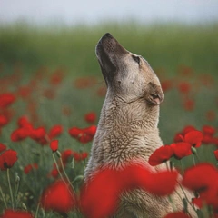 Through the Looking Glass