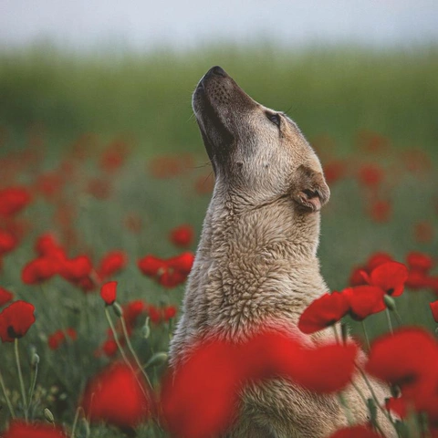 Through the Looking Glassのジャケット画像