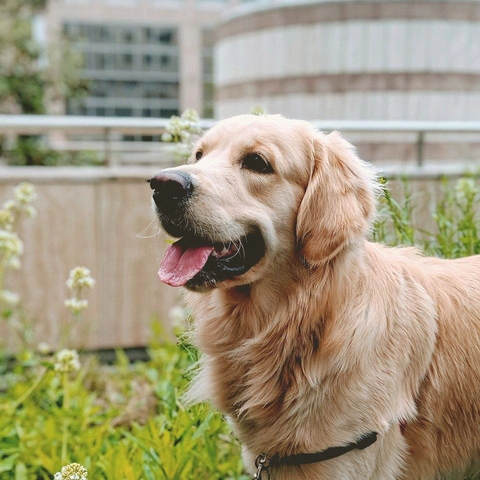 Sunny Bossaのジャケット画像